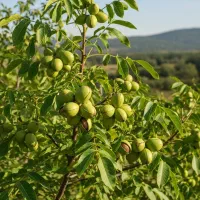 14.	ارسال نهال گردو به سراسر کشور با گواهی سلامت|حراج|ابهر, |دیوار