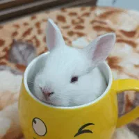 بچه خرگوش  اندازه نصف کف دست|موش و خرگوش|قم, باجک سه|دیوار