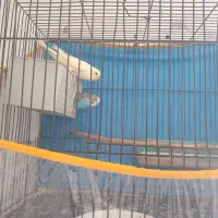 مرغ عشق