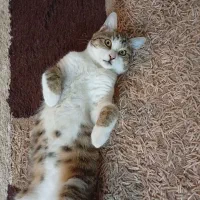 واگذاری گربه نر|گربه|شاهینشهر, مخابرات (شهید بهشتی)|دیوار