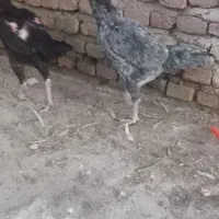 مرغ لاری همه باهم ۱۸۰۰