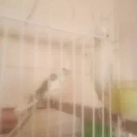 عروسی هلندی مولدهمراه جوجه