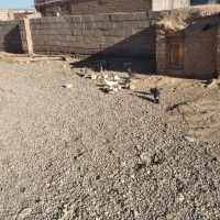 کبوتر ساده|پرنده|نیشابور, کوی حسینی|دیوار