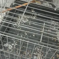 اهواز زرگان فدک خیابان ویس ۸|پرنده|اهواز, زرگان|دیوار