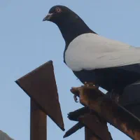 سینه ای|حیوانات|آبادان, |دیوار