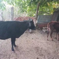 گاو کردی با گوساله