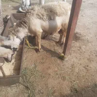 فروش قوچ