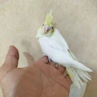 عروس هلندی جوجه سرلاکی