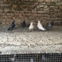 کفتر تهرانی