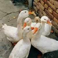 قوغاز لیندا