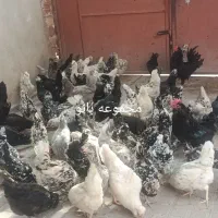 تخم مرغ نطفه دار گلین، چهل تاج، ریش، کاکل|حیوانات مزرعه|کرمان, |دیوار
