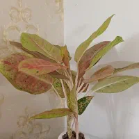 گل آگلونما برفی و صورتی