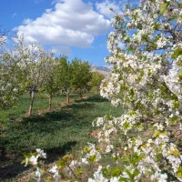 فروش-باغ-1000-متری-در-آبسرد