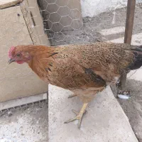 دو عدد مرغ تخم گذار