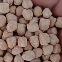 نخود تمیز و پاک شده برداشت تیر ۱۴۰۵ کرمانشاه