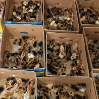 دستگاه جوجه کشی اسکندری 1008 تای|حیوانات مزرعه|باغ بهادران, |دیوار