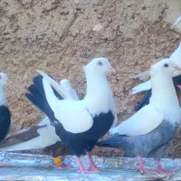 ۴جفت نرماده دمبی زیرروقفل باهم