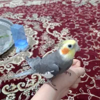 عروس هلندی مولد سخنگو|پرنده|دماوند, مسکن مهر گیلاوند|دیوار