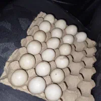 تخم اردک اسرائیلی