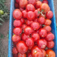 گوجه ربی