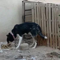 سگ ژرمن هاسکی نر و ماده|سگ|مبارکه, |دیوار