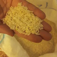 برنج درجه یک علی کاظمی درود