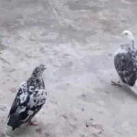 کبوتر درشت