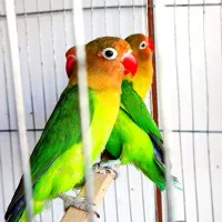 طوطی برزیلی از تازه دانخور تا مولد