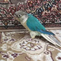 طوطی گرینچیک تراکوییس