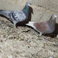 کبوتر مسافتی|پرنده|سیب و سوران, |دیوار