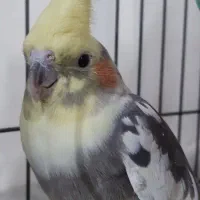 یه جفت عروس هلندی