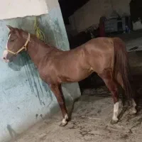 اسب