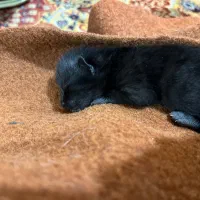 واگذاری رایگان مادر و بچه