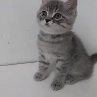 گربه بریتیش بلو