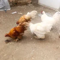 مرغ و خروس