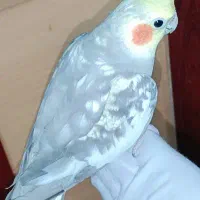 عروس هلندی سخنگو