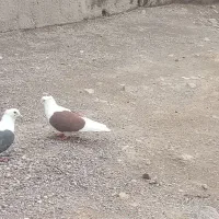 پوشتار ۱۰در۱۰  کت بسته