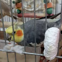 عروس هلندی نر و ماده|پرنده|دزفول, |دیوار