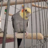 نر سخنگو