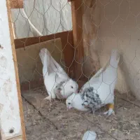 کفتر
