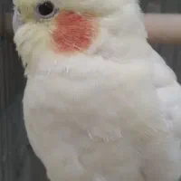 فروش عروس هلندی|پرنده|پاکدشت, پاکدشت (مامازند)|دیوار