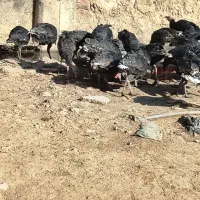بوقلمون