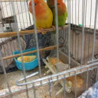 پرنده طوطی برزلی