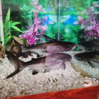 یک جفت ماهی پن کوسی (کوسه)|ماهی|سرپل ذهاب, |دیوار