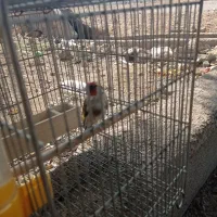 سهره  سرسیاه دورگ سهره کرمونی سهره قناری|پرنده|کوار, |دیوار