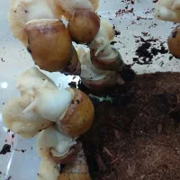 حلزون البینو سفید