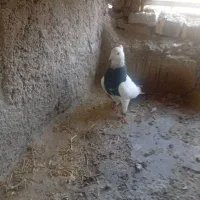 طوقی|پرنده|هندیجان, |دیوار