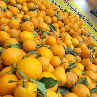 انواع پرتقال شیرین و ابدار با کیفیت و ارزان