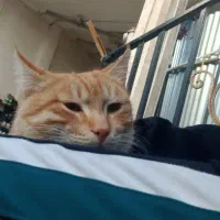 گربه حرف گوش کن تربیت شده