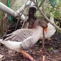 یک جفت غاز بالِغ